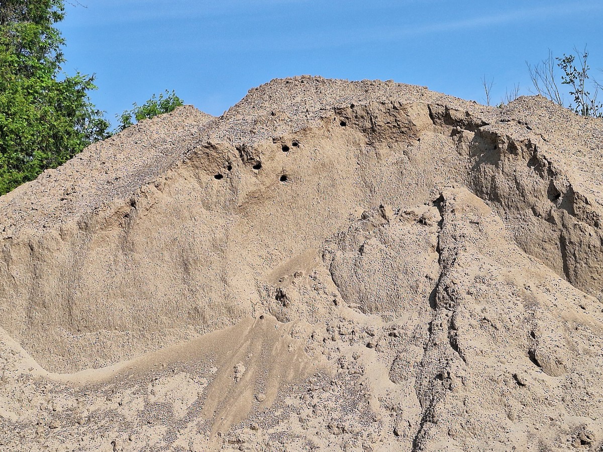 Bank Swallow - ML637205099