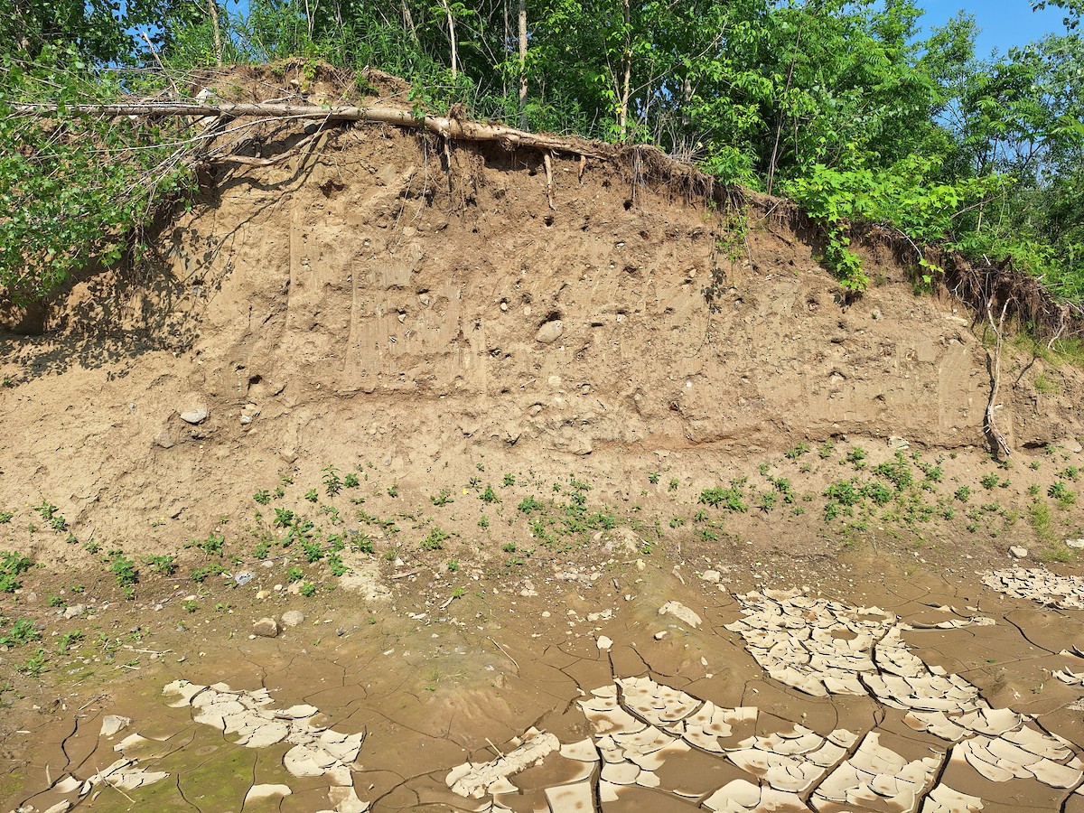 Bank Swallow - ML637205100