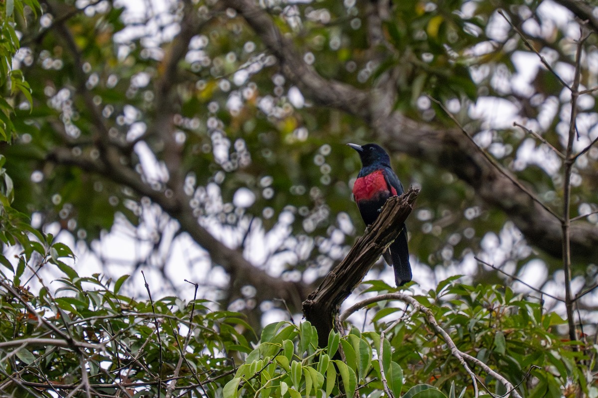 Black-and-crimson Oriole - ML637205110