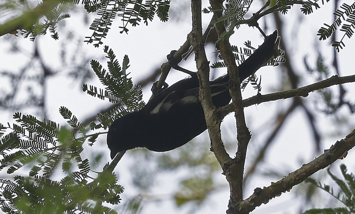 White-shouldered Black-Tit - ML637205205