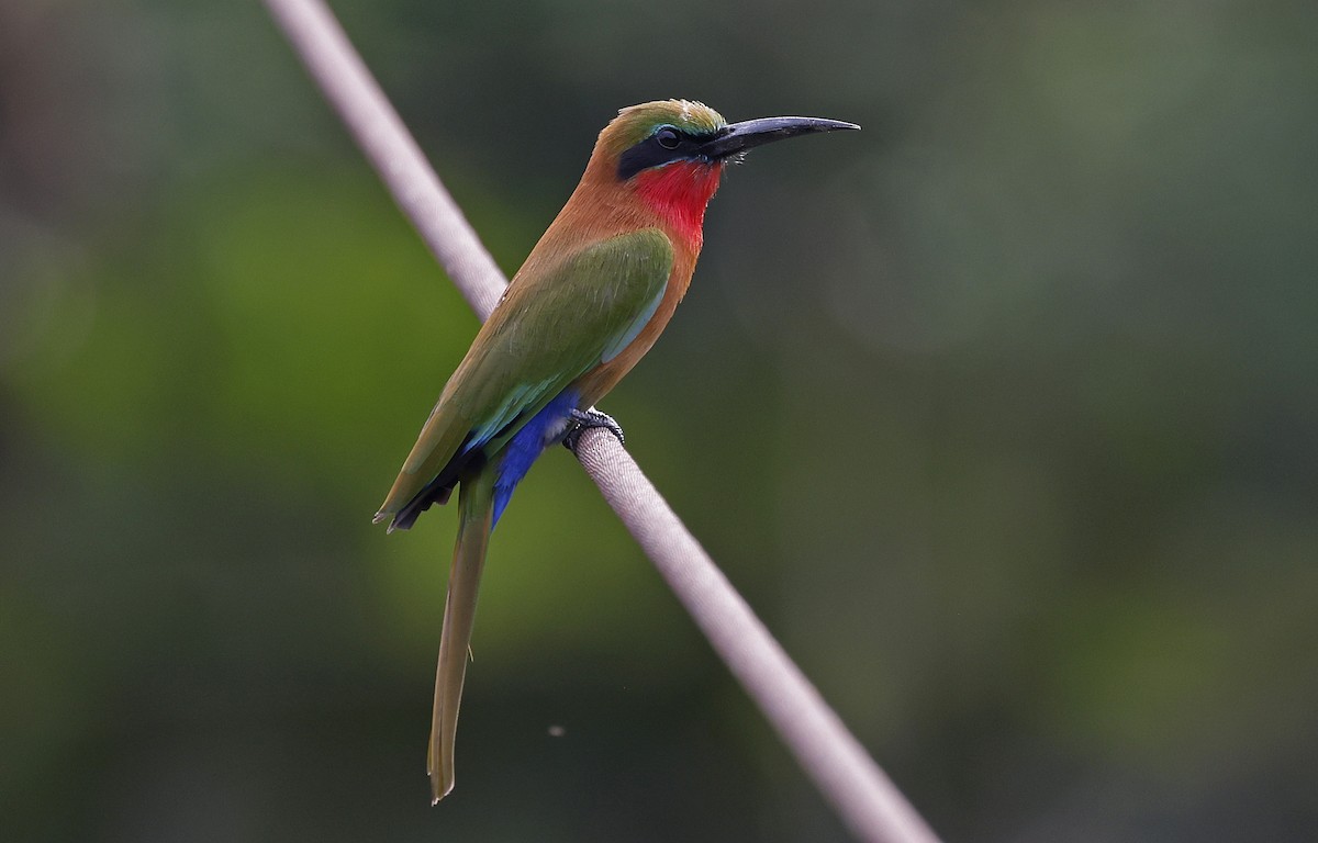 Red-throated Bee-eater - ML637205242