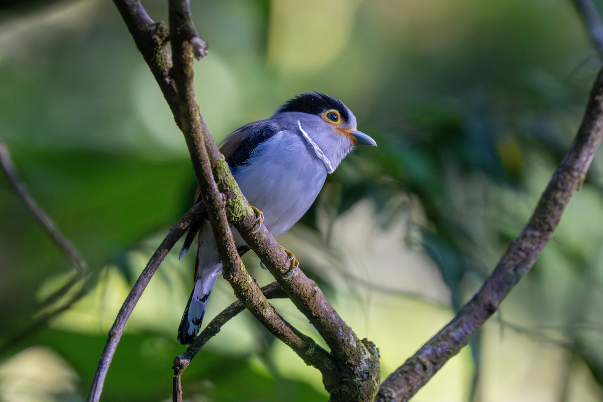 Silver-breasted Broadbill - ML637205256