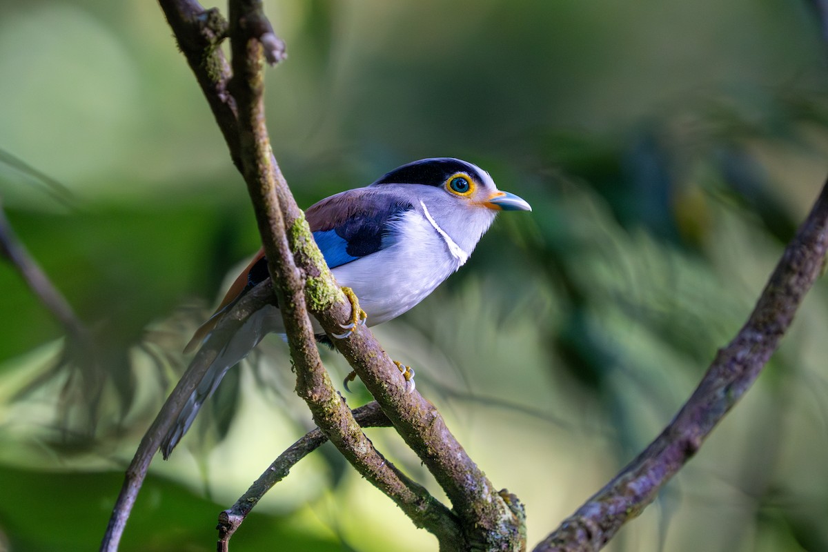 Silver-breasted Broadbill - ML637205258