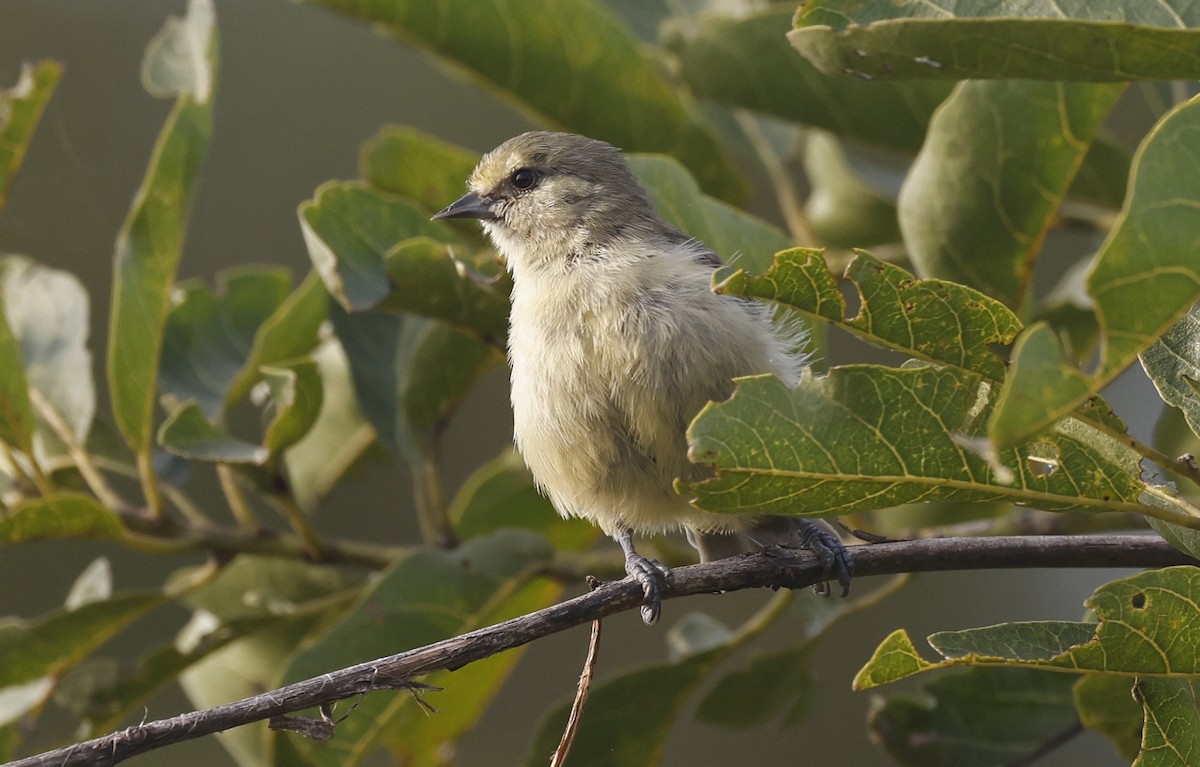 African Penduline-Tit - ML637205266
