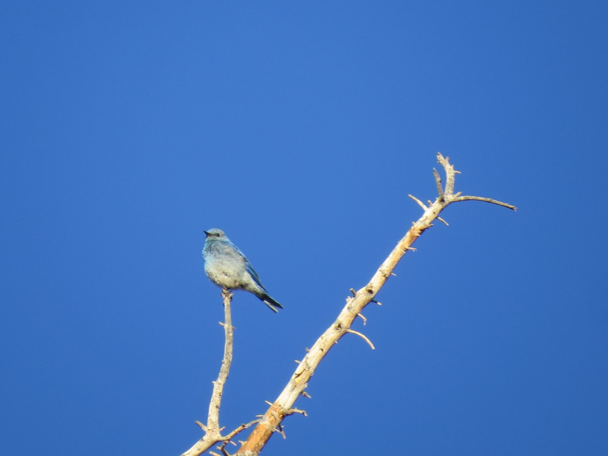 Mountain Bluebird - ML637205331
