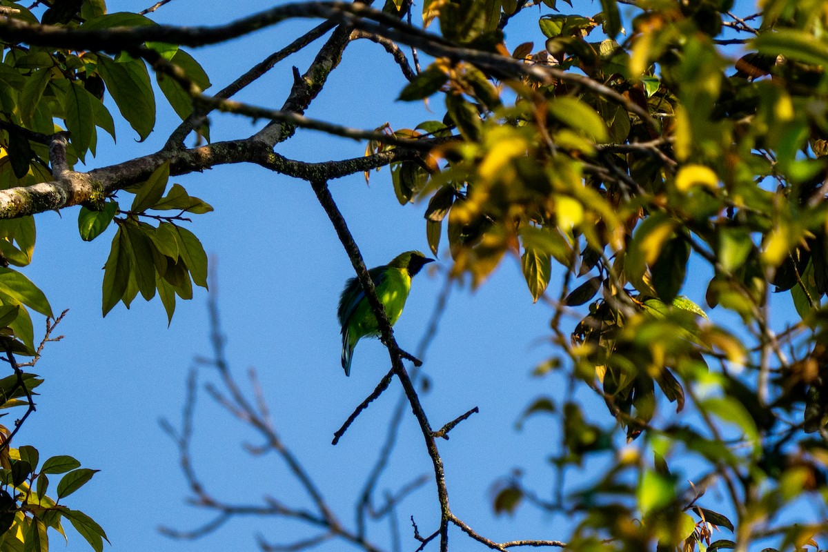 Blue-winged Leafbird - ML637205493