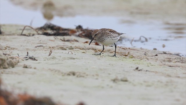 White-rumped Sandpiper - ML637205526