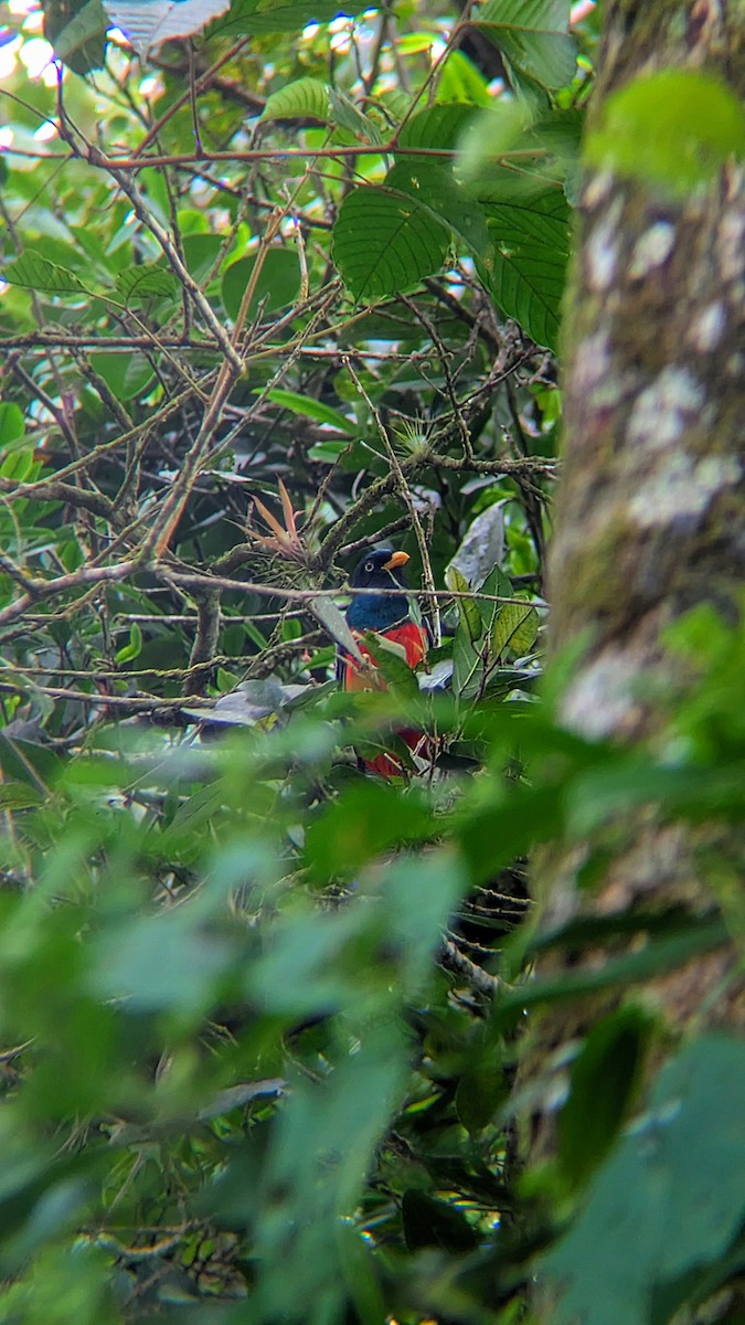 Lattice-tailed Trogon - ML637205596