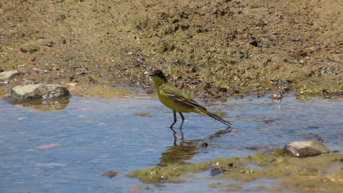 Western Yellow Wagtail (feldegg) - ML637205695