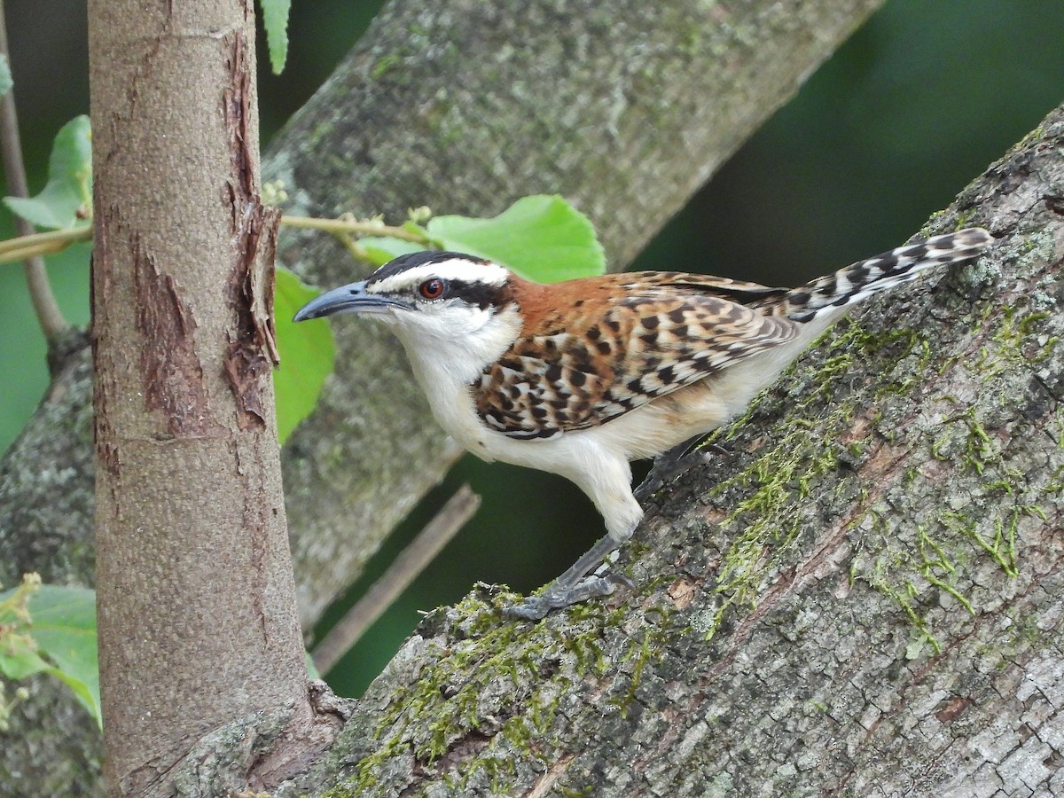 Rufous-backed Wren - ML637205730