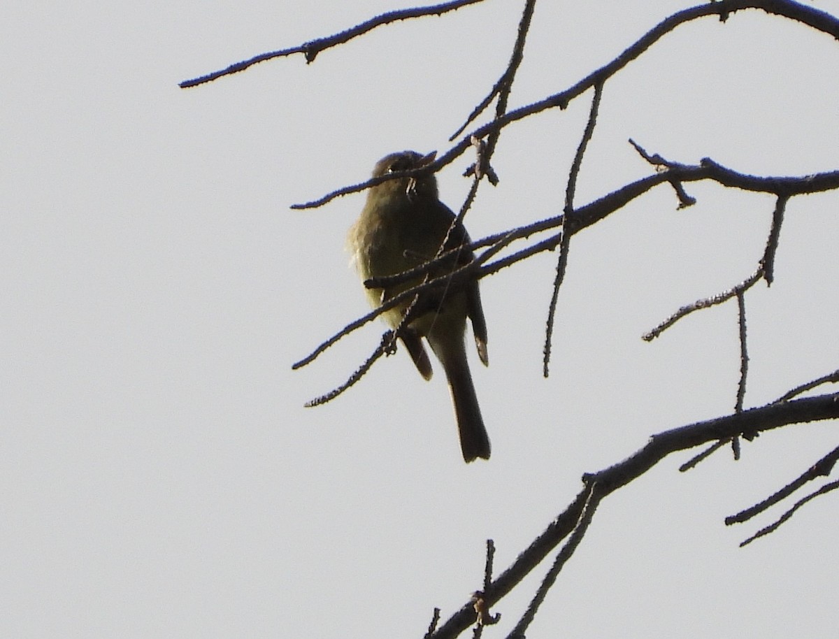 Western Flycatcher - ML637205758