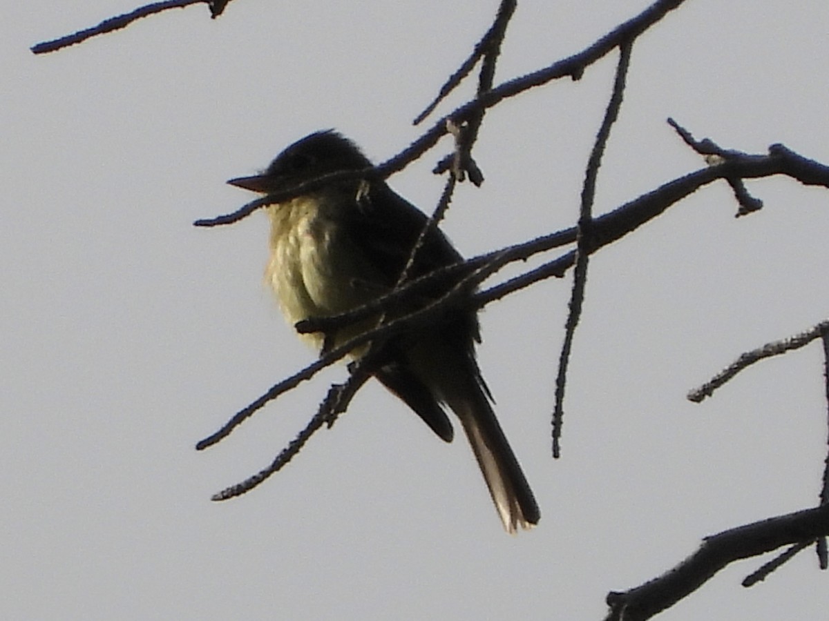 Western Flycatcher - ML637205759