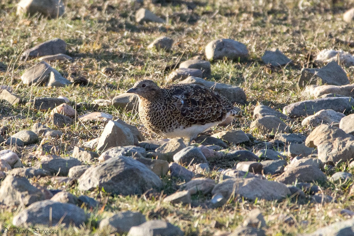 White-bellied Seedsnipe - ML637205777