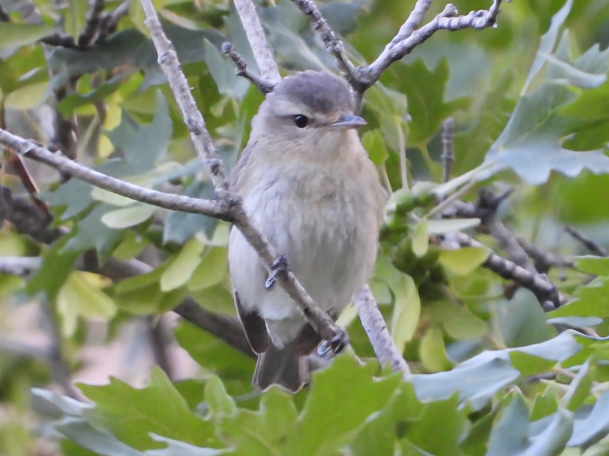Warbling Vireo - ML637205790