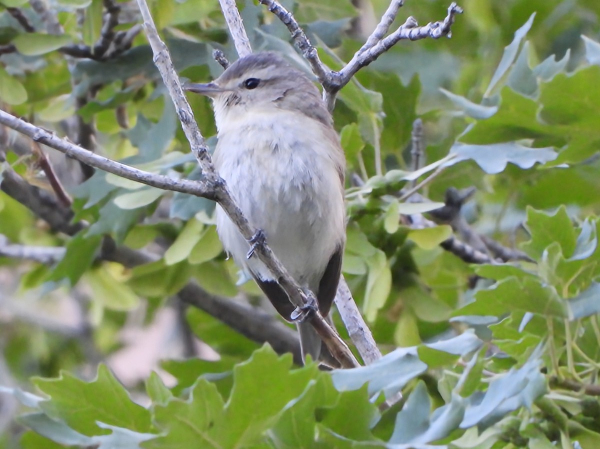 Warbling Vireo - ML637205791