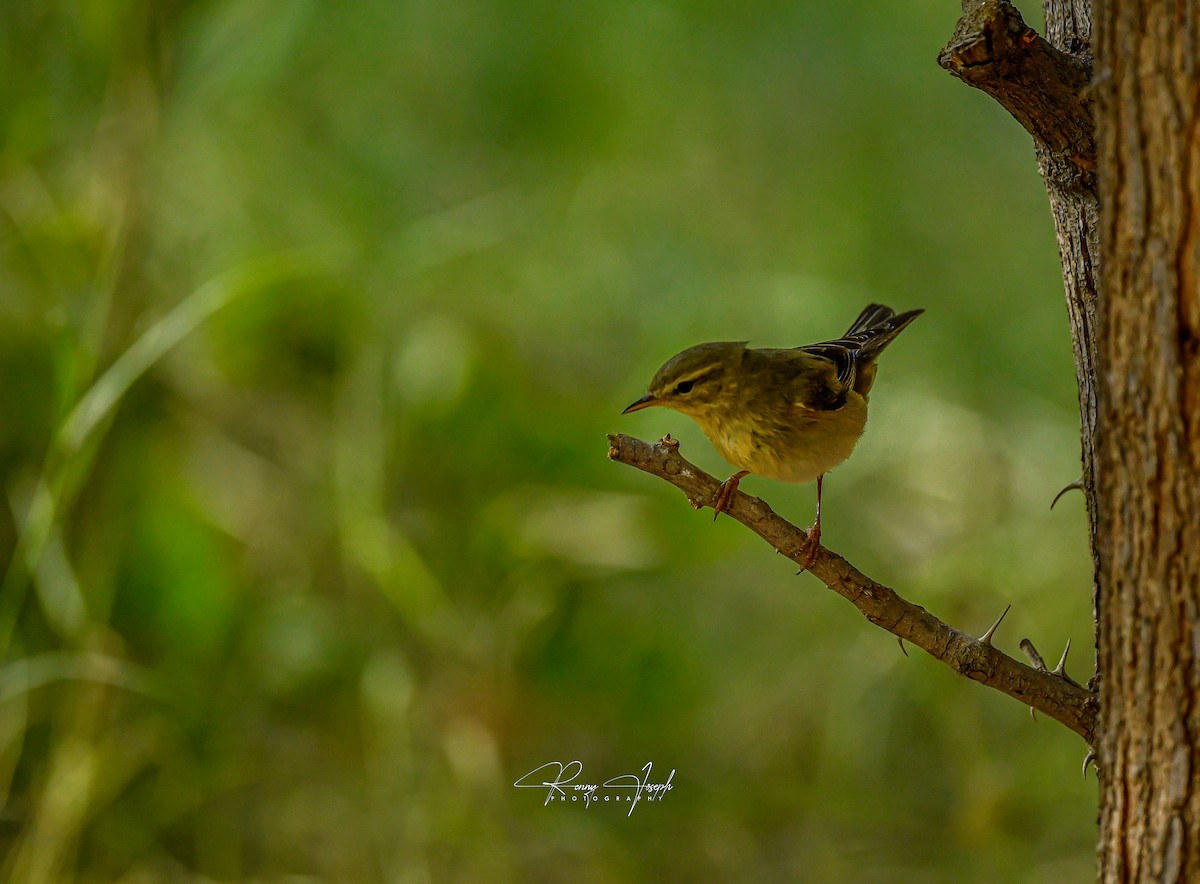 Willow Warbler - ML637205795