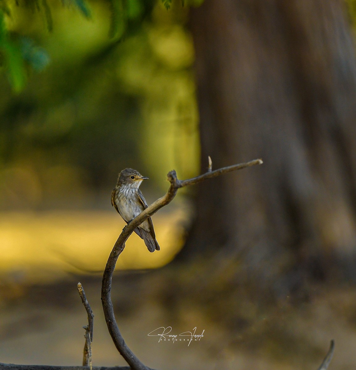 Spotted Flycatcher - ML637205797