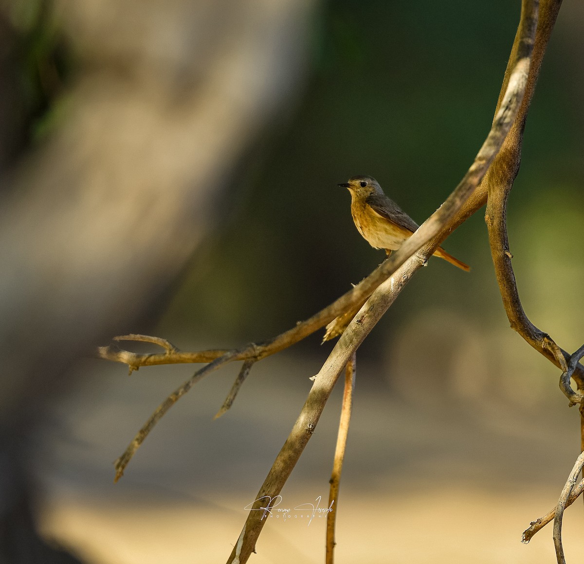 Common Redstart - ML637205812