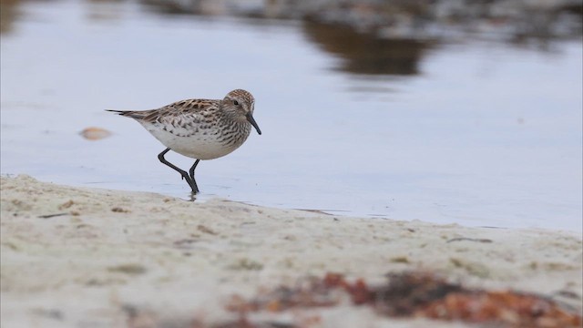 White-rumped Sandpiper - ML637205896