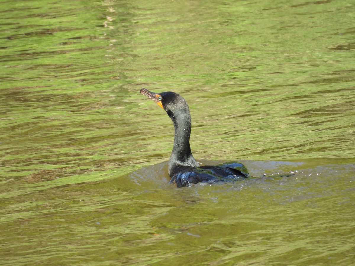 Double-crested Cormorant - ML637205907