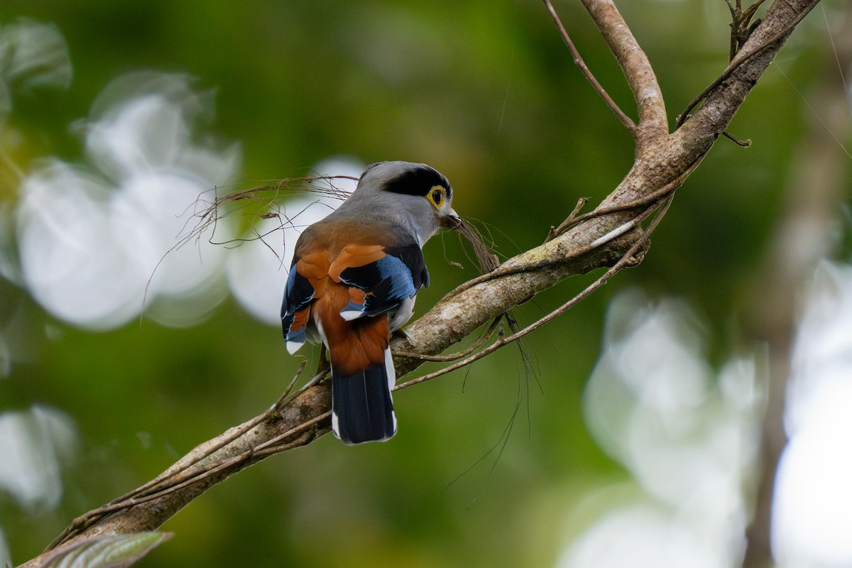 Silver-breasted Broadbill - ML637205918