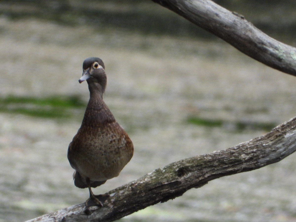 Wood Duck - ML637205927