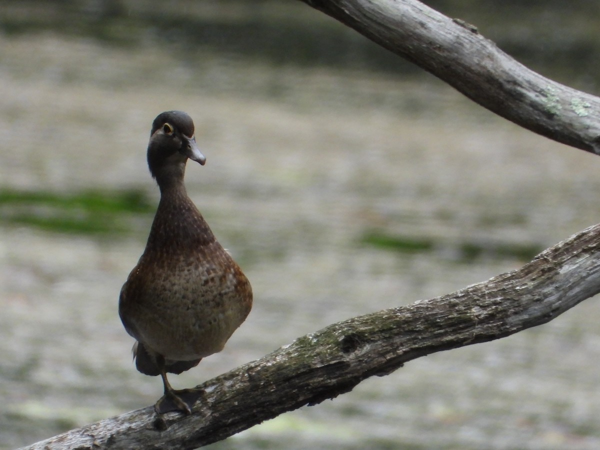 Wood Duck - ML637205928