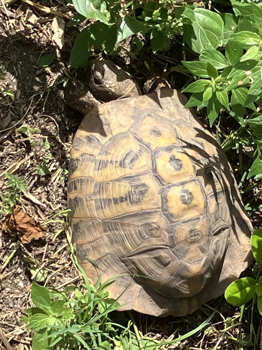 Animals - ML637205935