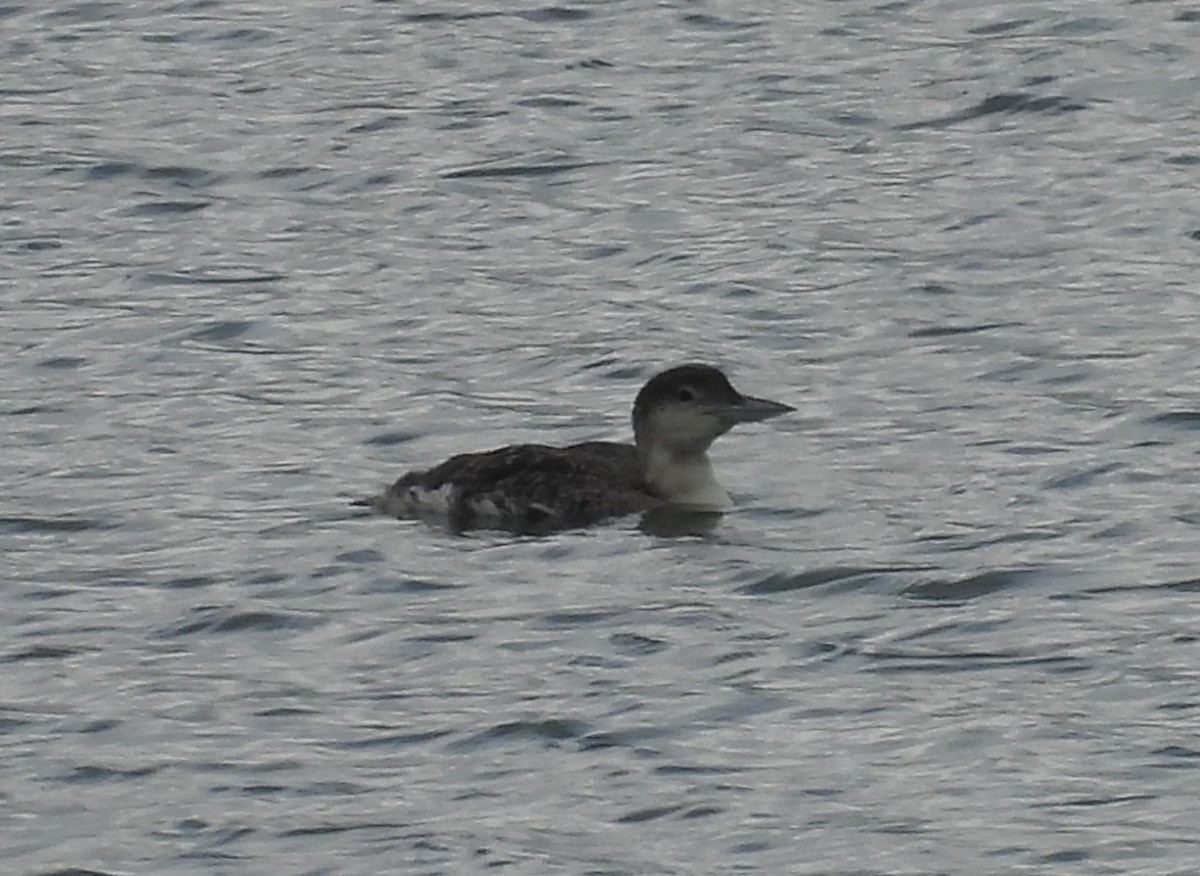 Common Loon - ML637206052
