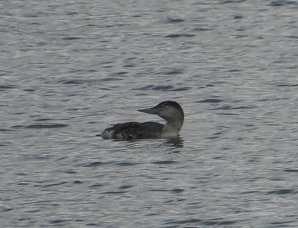 Common Loon - ML637206053