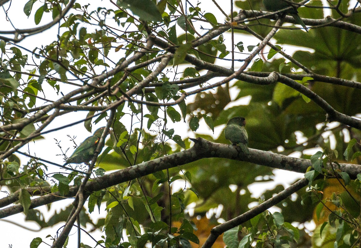 White-eyed Parakeet - ML637206119