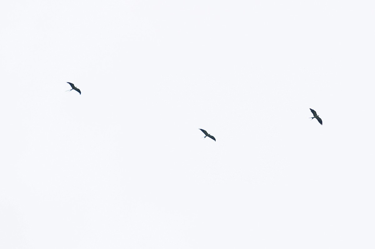 Swallow-tailed Kite - ML637206169