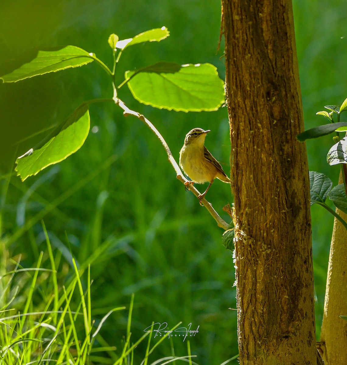 Sedge Warbler - ML637206180