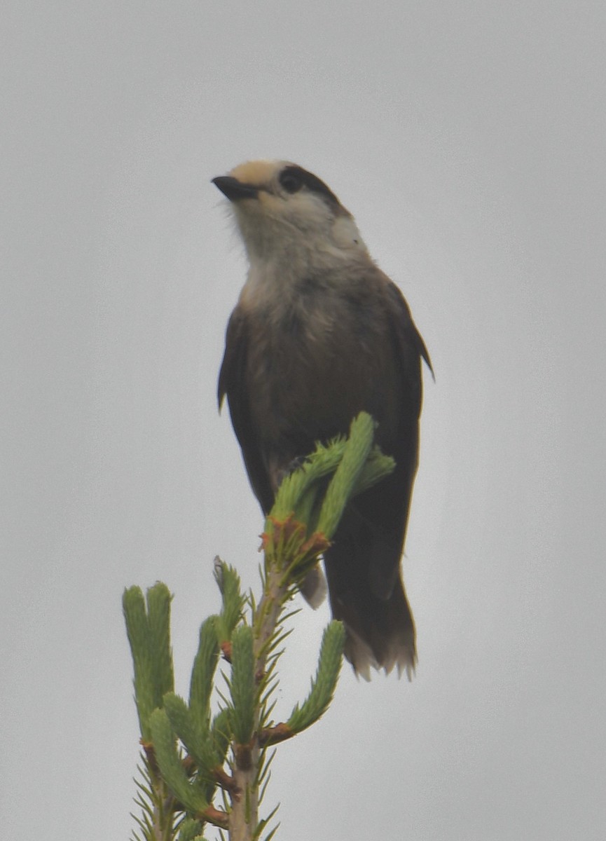 Canada Jay - ML637206181