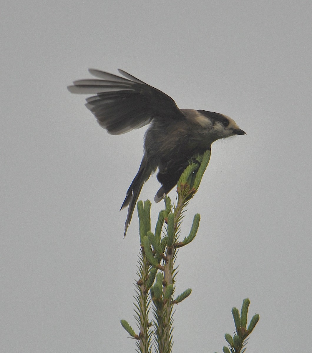 Canada Jay - ML637206182