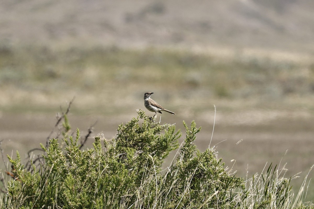 salviespottefugl - ML637206210
