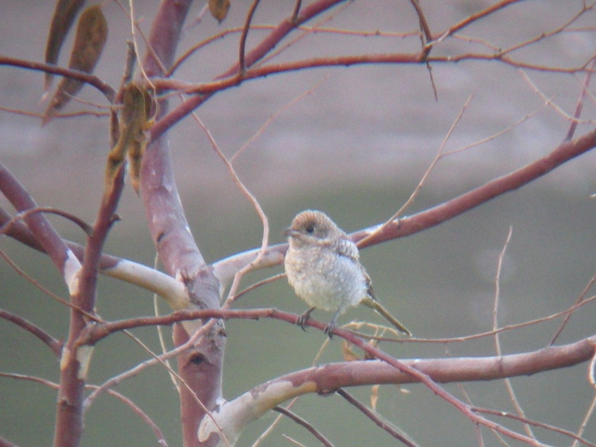 Woodchat Shrike - ML637206245