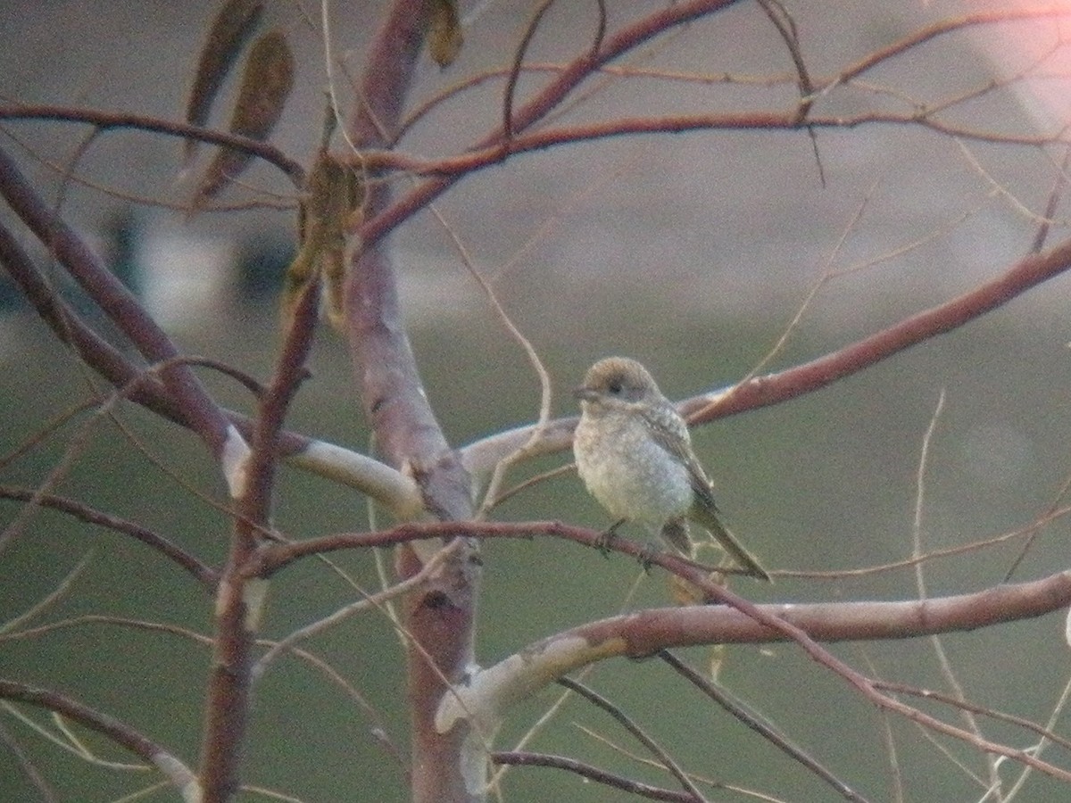 Woodchat Shrike - ML637206256