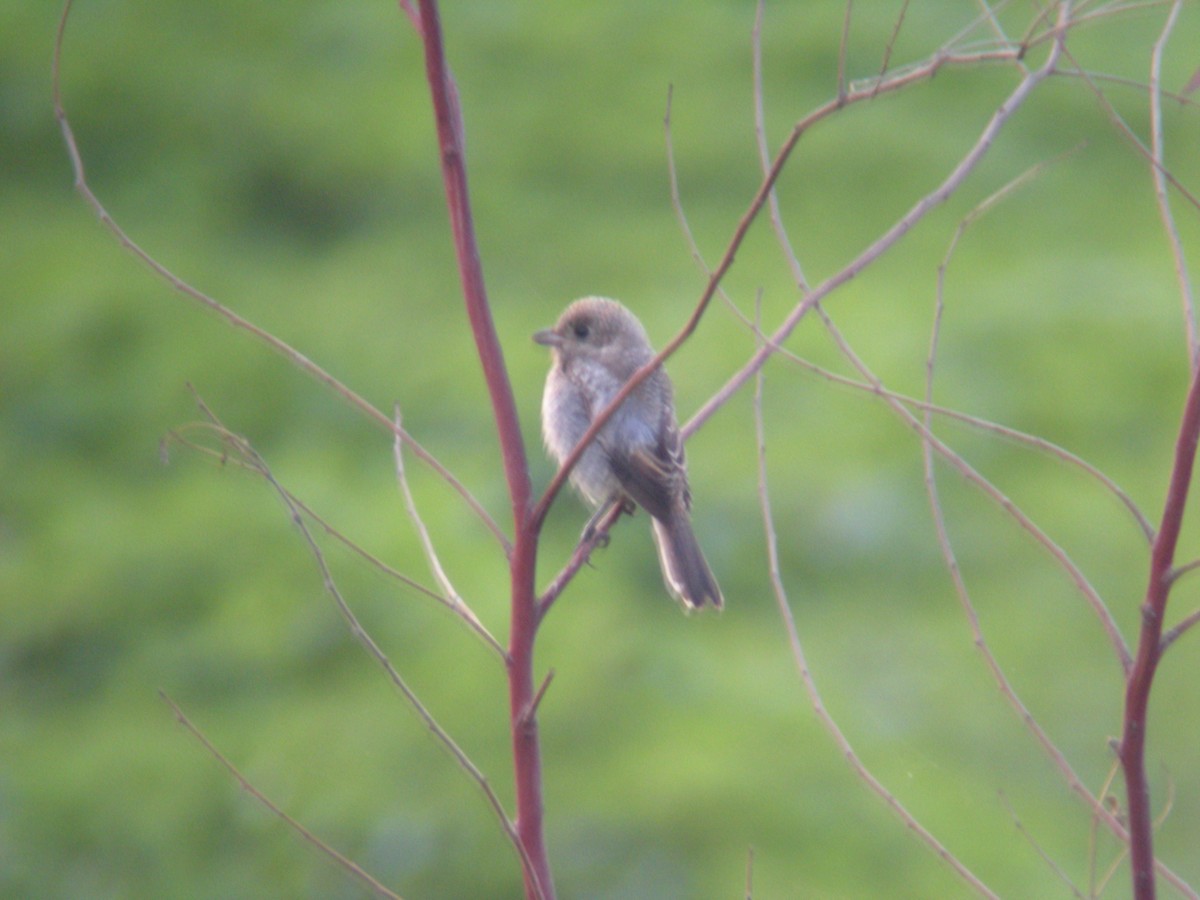 Woodchat Shrike - ML637206266