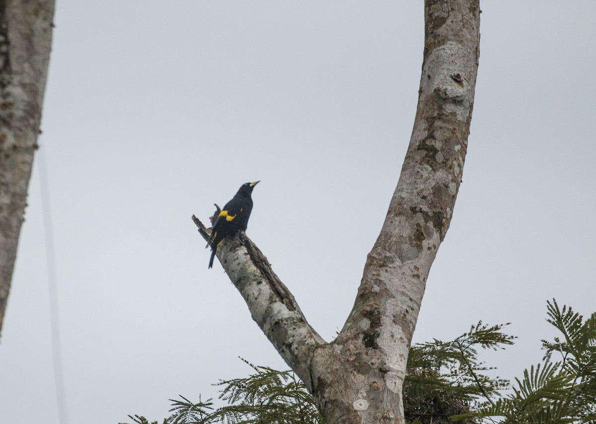 Yellow-rumped Cacique - ML637206422