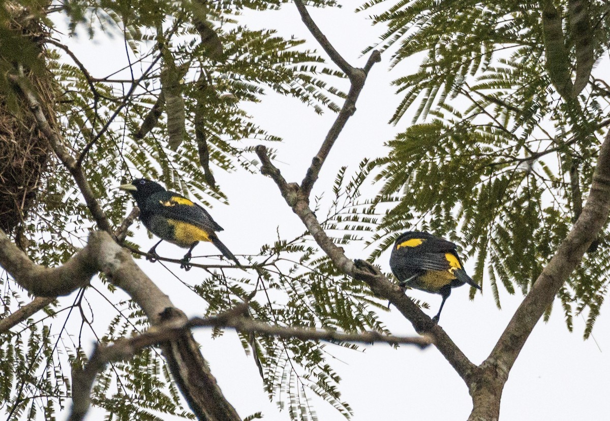 Yellow-rumped Cacique - ML637206423