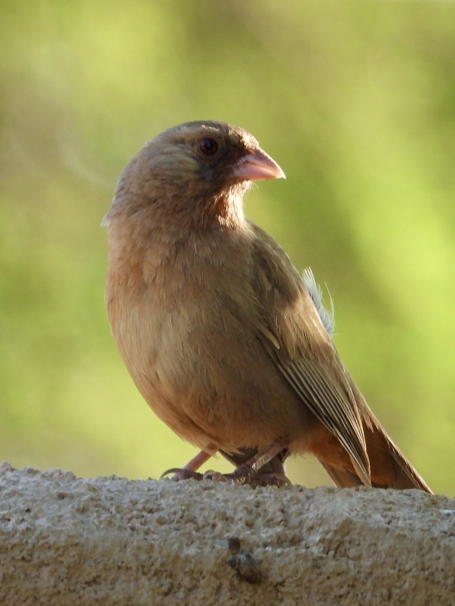 Abert's Towhee - ML637206463