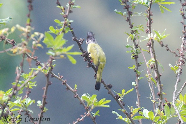 Crested Finchbill - ML637206467