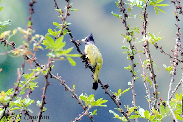 Crested Finchbill - ML637206468
