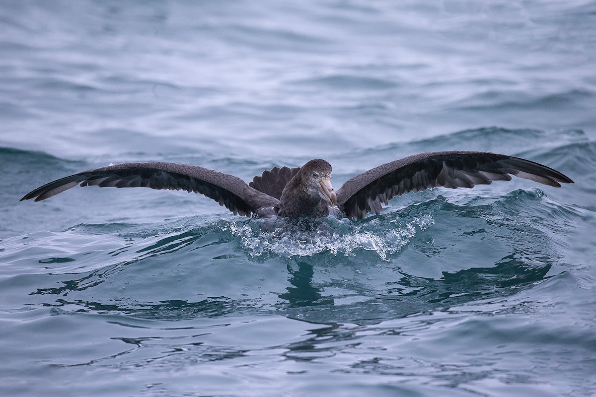 Southern/Northern Giant-Petrel - ML637206469