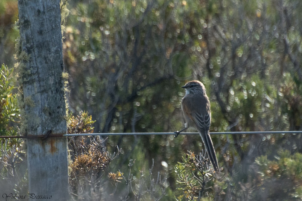 Plain-mantled Tit-Spinetail - ML637206505