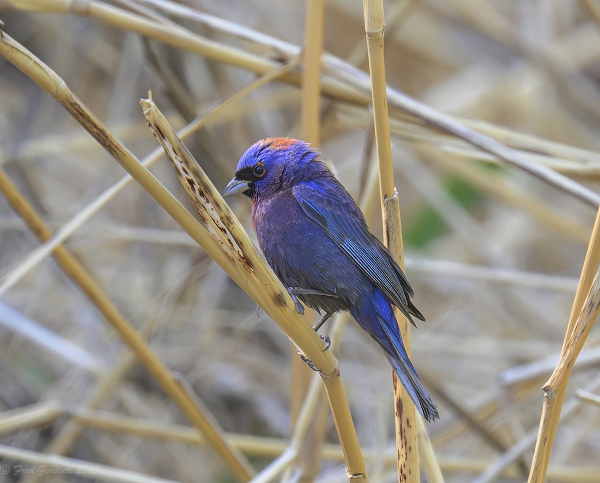 Varied Bunting - ML637206509