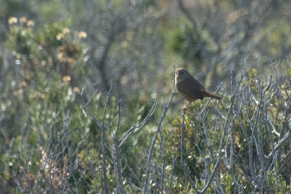 Southern House Wren - ML637206520