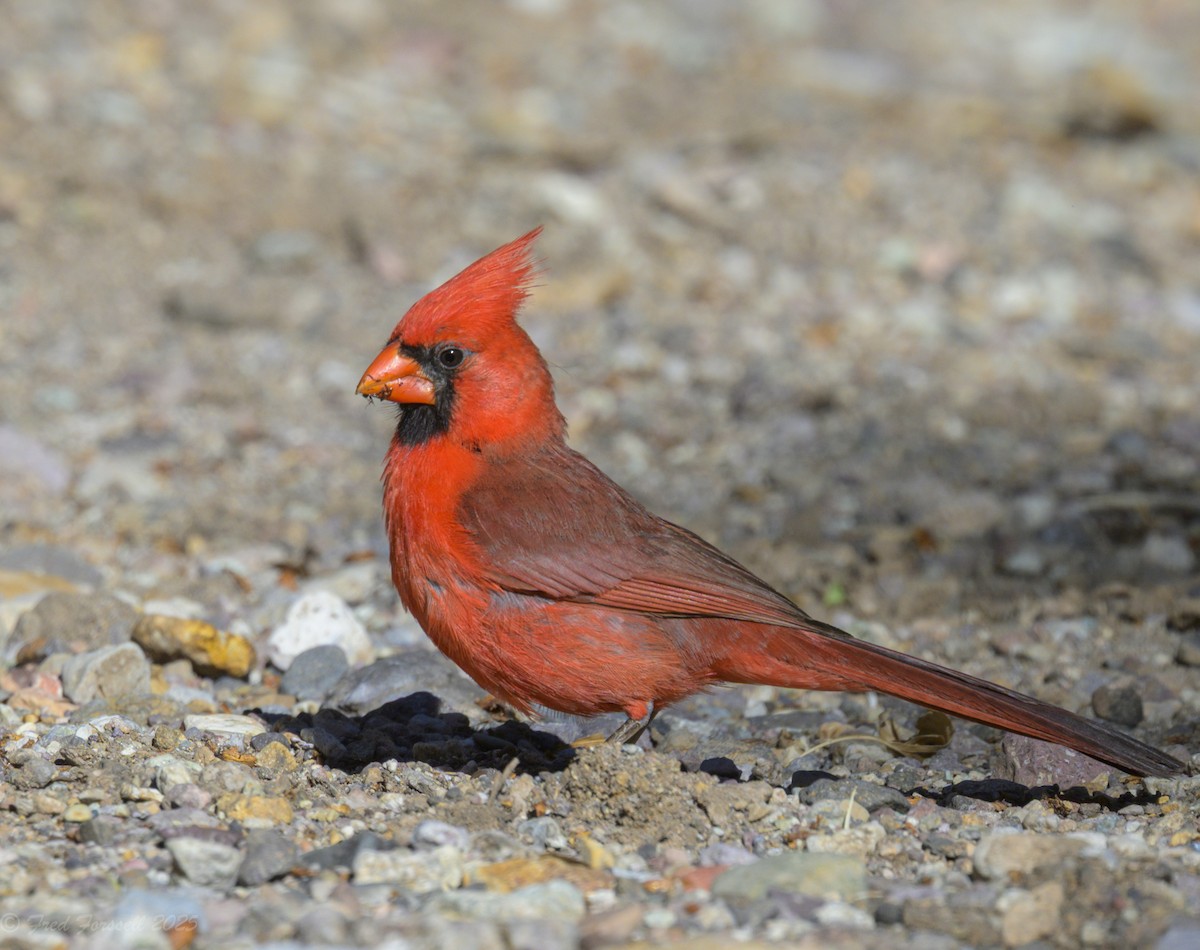 Northern Cardinal - ML637206521