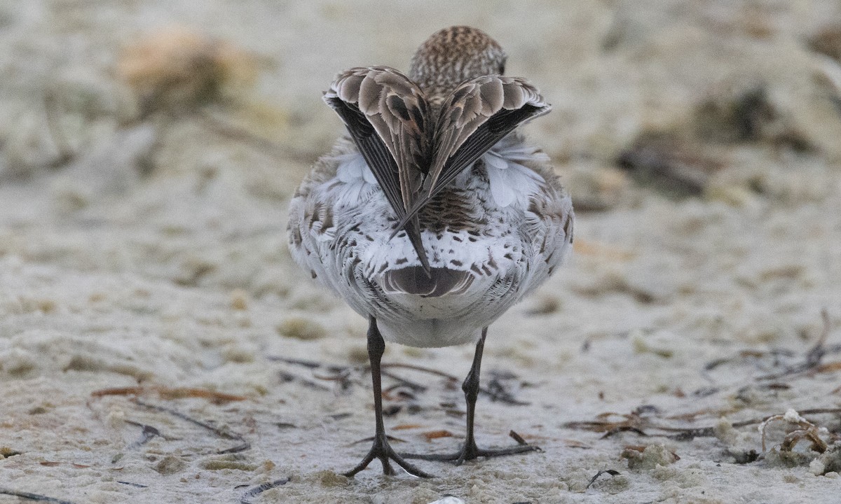 White-rumped Sandpiper - ML637206538